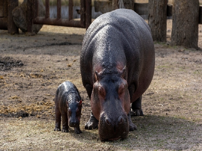 深圳代怀最好医院,泰国试管价格高吗？-深圳有没有供卵机构_深圳供卵试管医院